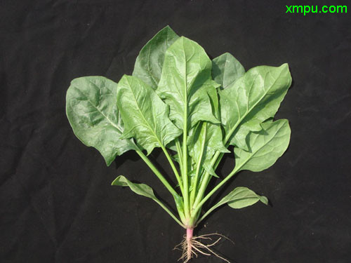 菠菜种类品种及图片图片