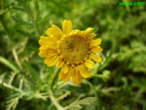 蓬蒿,菊花菜,蒿菜,同蒿菜,义菜(鹅菜), 茼蒿艾菜科属:菊科,茼蒿属茼蒿