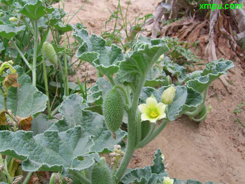 喷瓜图片及喷瓜种类