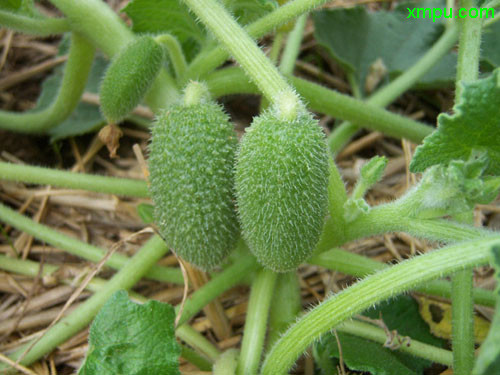 喷瓜图片及喷瓜种类