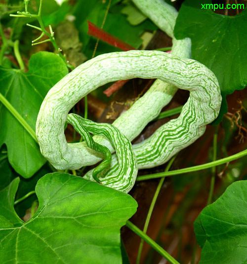 蛇瓜