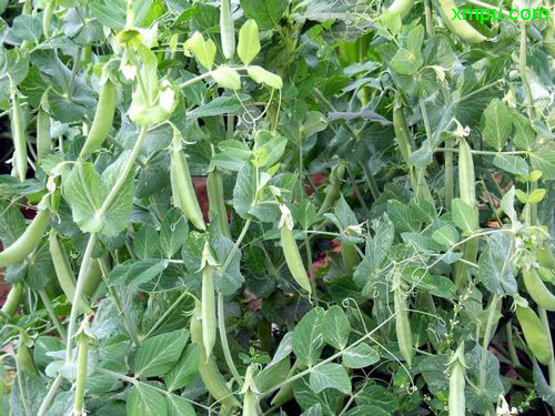 甜豌豆