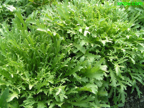 苦苣图片及苦苣种类