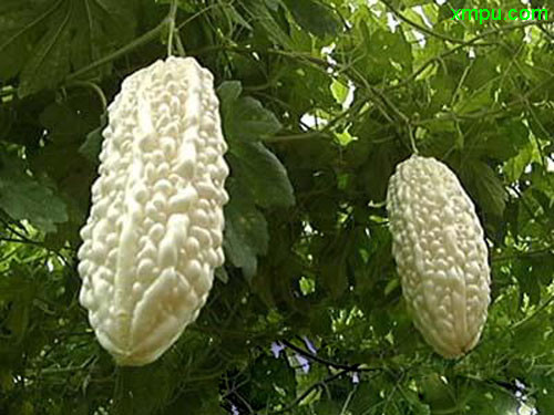 白苦瓜图片及白苦瓜种类