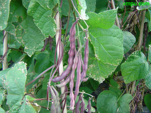紫架豆