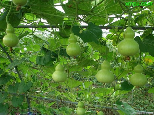 蒲瓜图片 蒲瓜种植 蒲瓜种类 动植物网