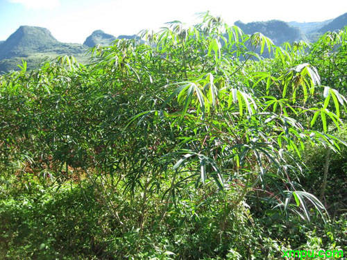 木薯