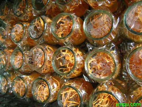 北冬虫草