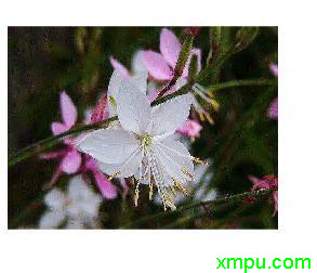 山桃草 花