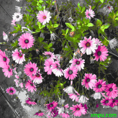 花