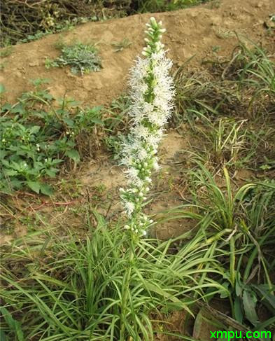 蛇鞭菊 白色 山坡