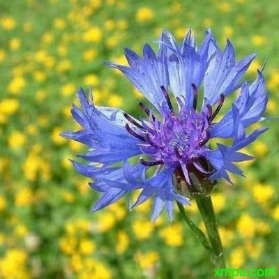 山矢车菊1