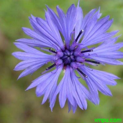 山矢车菊