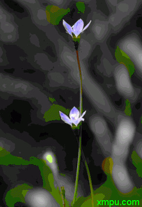 小花