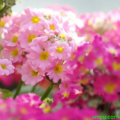 花卉