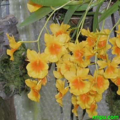 黄花棒