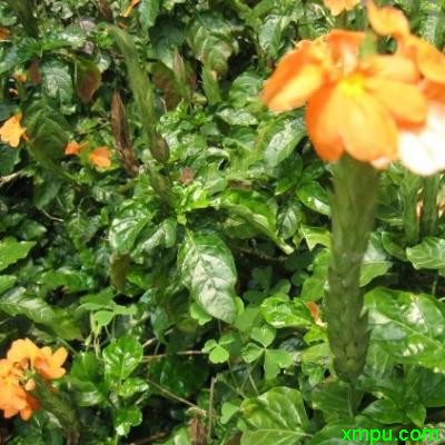 独尾花