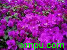 紫茉莉花