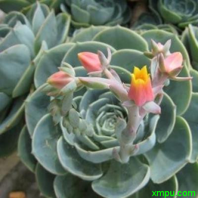 雅致石莲花21