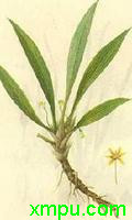 仙茅 药用