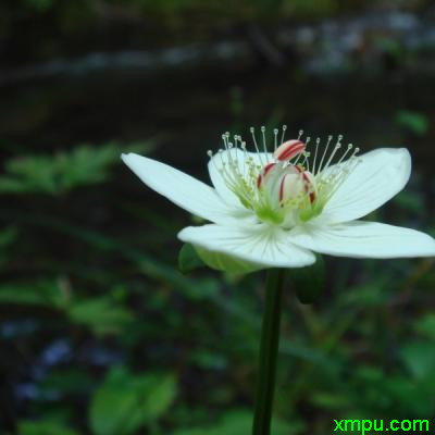 梅花草1