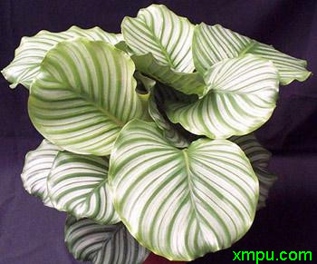 栉花竹芋图片及栉花竹芋种类