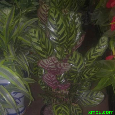 花叶竹芋 盆栽