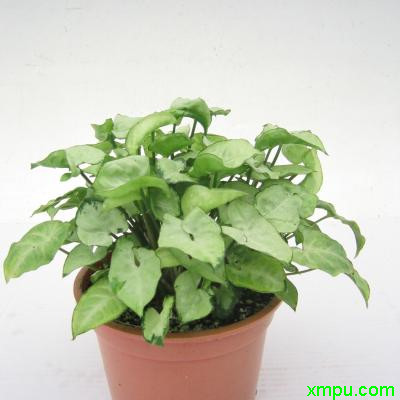 合果芋