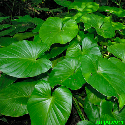 扁叶芋图片_扁叶芋种植_扁叶芋种类-动植物