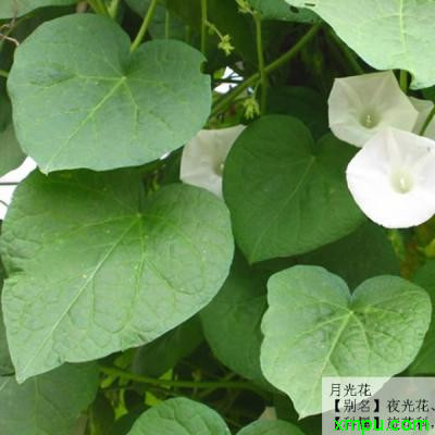 月光花 绿色