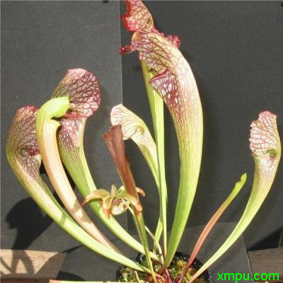 瓶子草1
