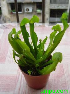 瓶子草