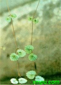 连线草