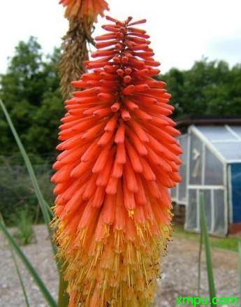 火炬花1
