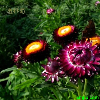 麦秆菊1