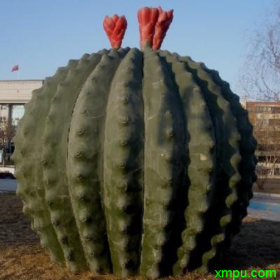 大仙人球