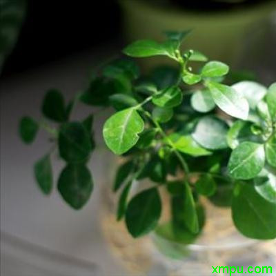 黄金葛 家养