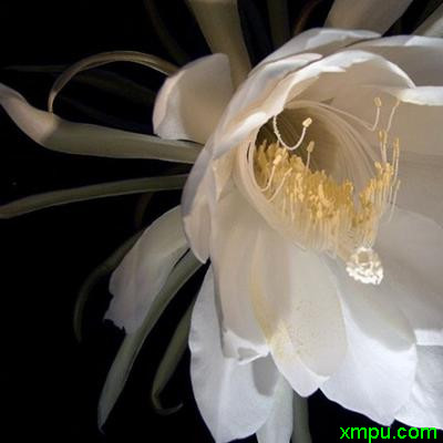昙花_洁白