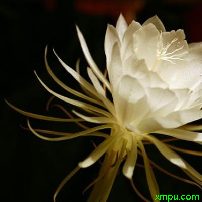 昙花_傲立