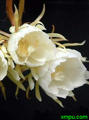 昙花_纯洁
