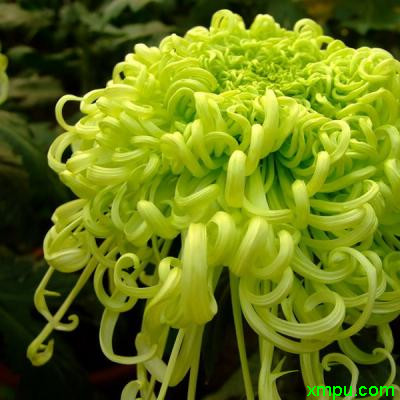 菊花养生保健