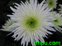 白色菊花
