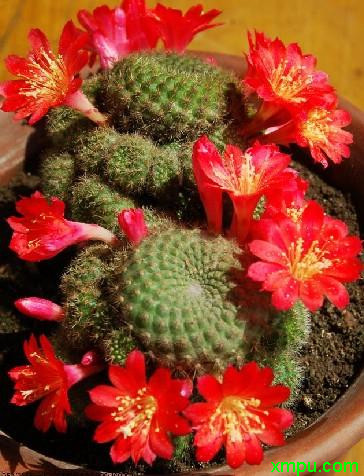 子孙球_开花