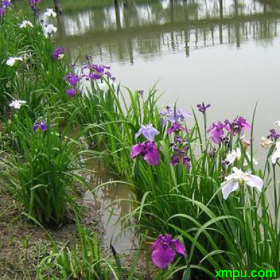 菖蒲图片 菖蒲种植 菖蒲种类 动植物网