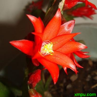 蟹爪 花