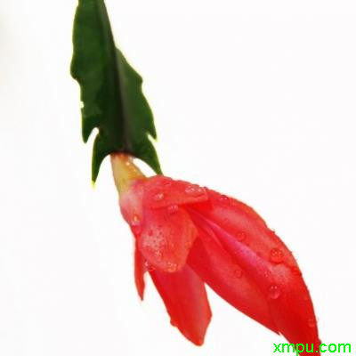 蟹爪的花