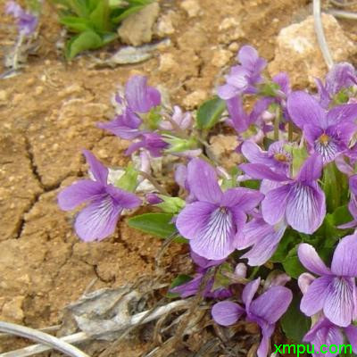 紫花地丁1