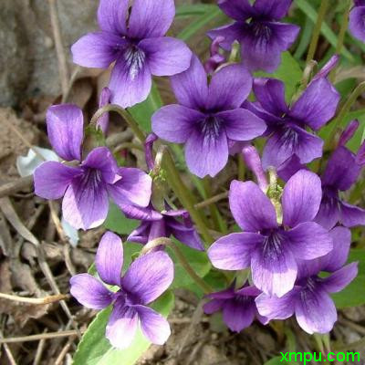 紫花地丁2