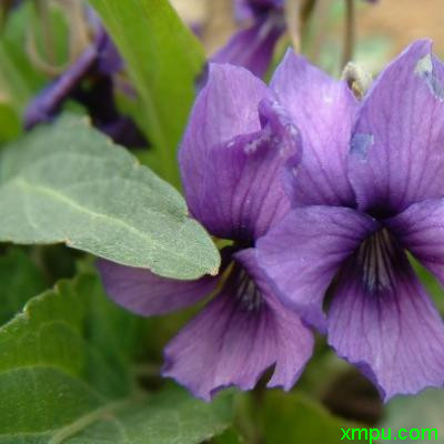 紫花地丁3