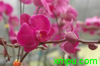 蝴蝶兰的花